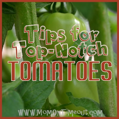 Why To Top Your Tomato Plants: Essential Tips