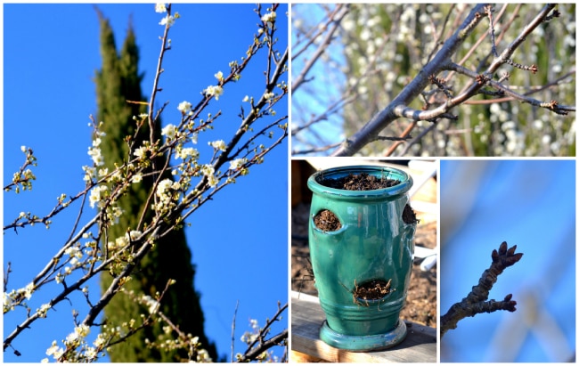 Strawberry-planter-and tree-blossoms