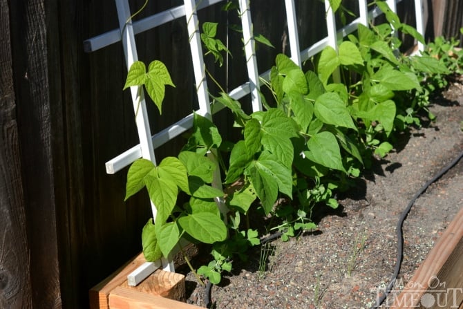 Side Yard Vegetable Garden and DIY Planter Boxes at MomOnTimeout.com #ad