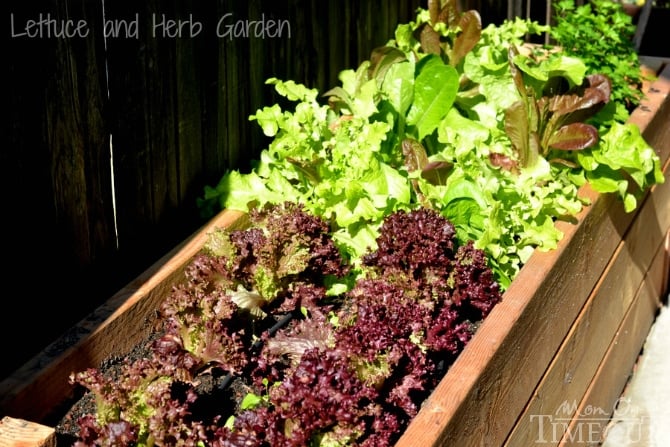 Side Yard Vegetable Garden and DIY Planter Boxes at MomOnTimeout.com #ad