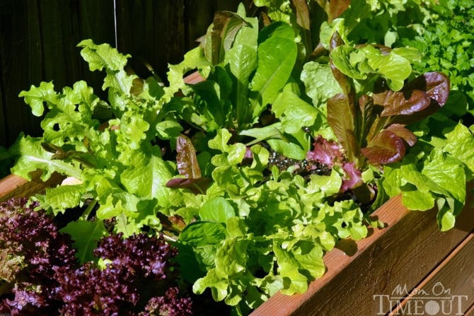 Side Yard Vegetable Garden and DIY Planter Boxes at MomOnTimeout.com #ad