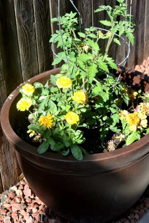 pots-between-planters