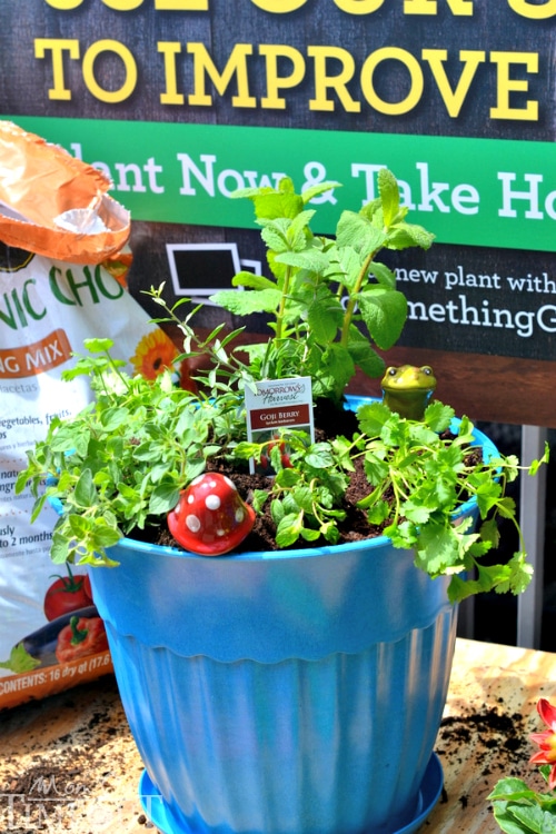 Small Space Gardening: Organic Potted Herb Garden | MomOnTimeout.com