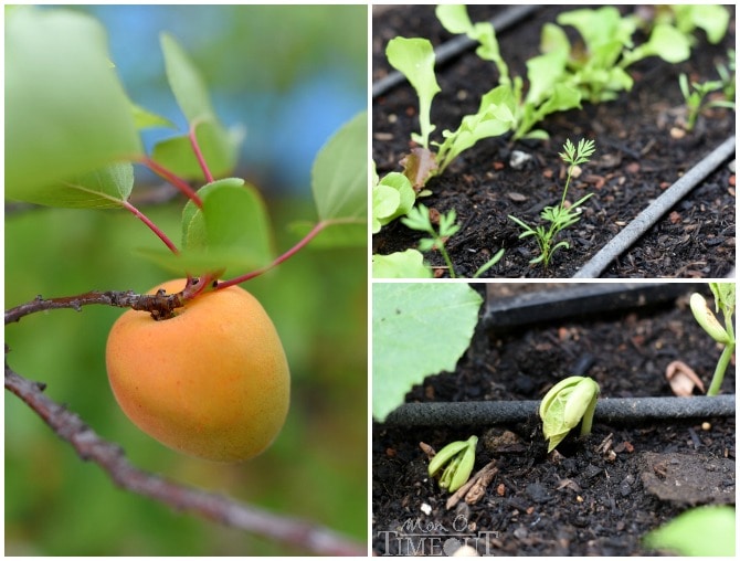 apricot-green-beans-lettuce-carrots