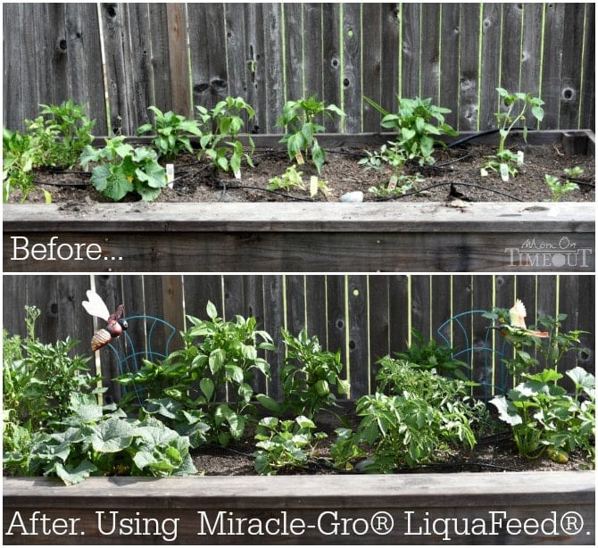 before-and-after-miracle-gro-liquafeed