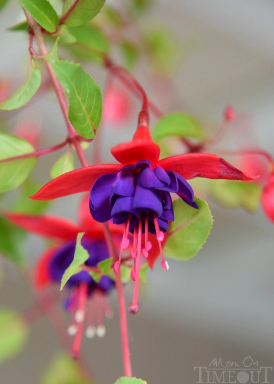 fuschia