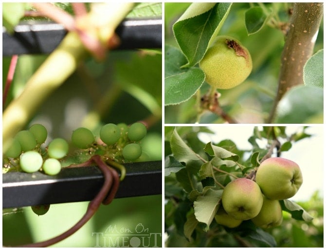 grapes-pears-apples