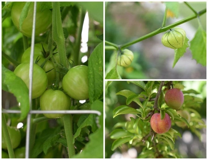 tomatoes-tomatillos-plums