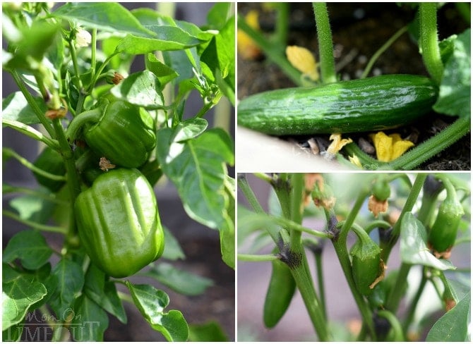 veggies-in-planter