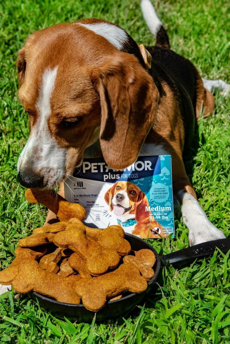 best dog treats with copper out on grass