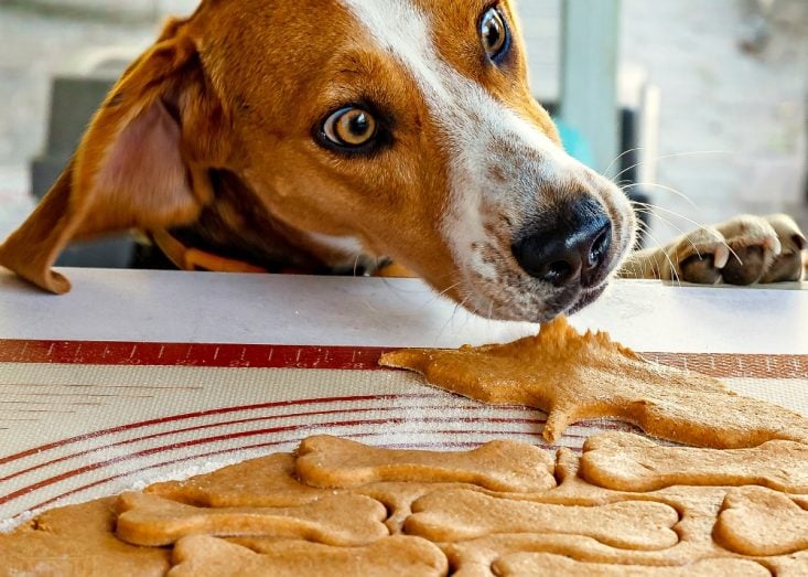 copper snagging dog treat dough off of the table