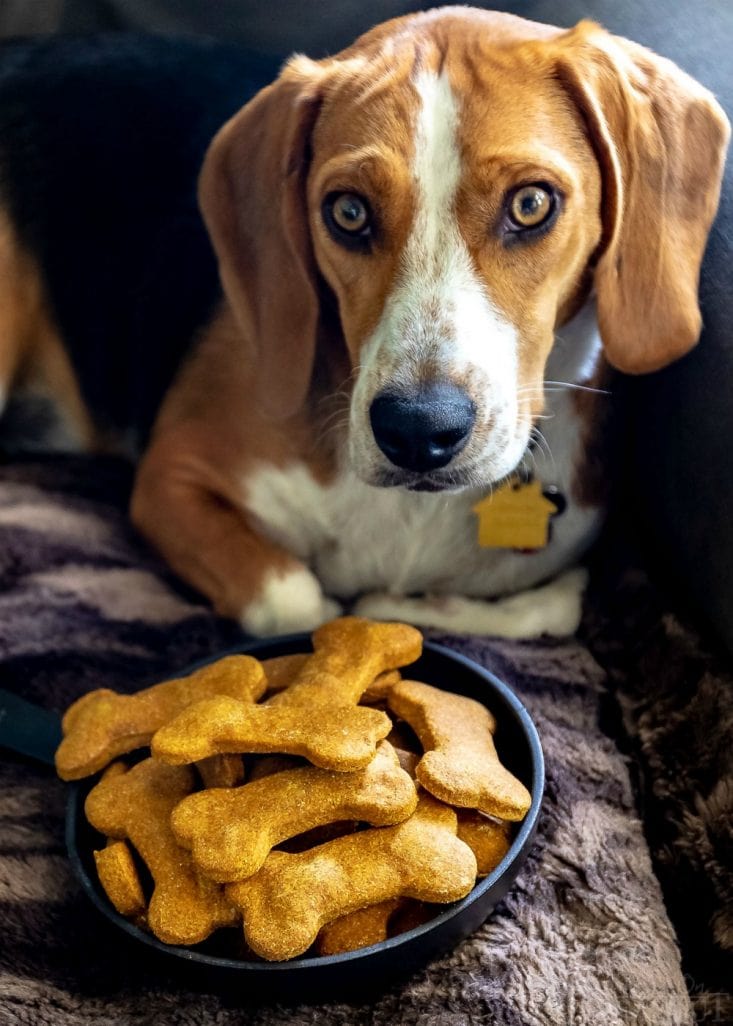 homemade peanut butter dog treats with copper