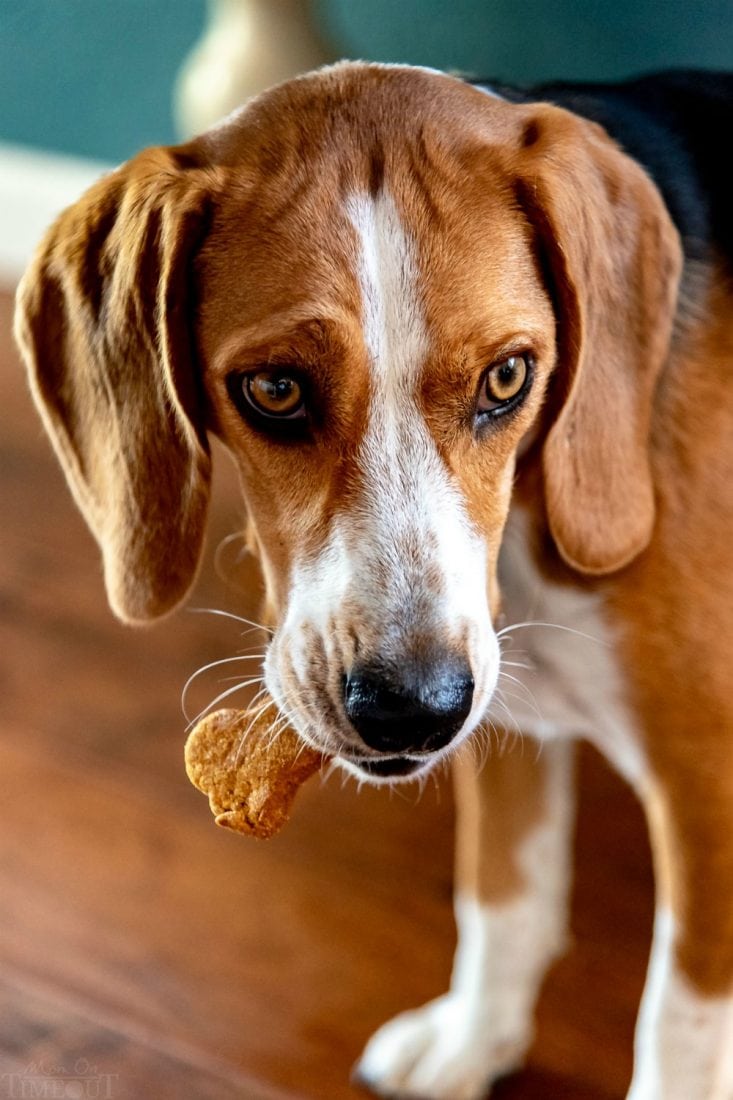 pumpkin peanut butter dog treats in coppers mouth under table