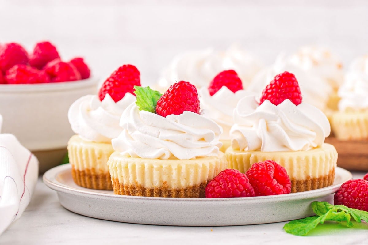 wide shot of small plate with four mini cheesecakes with whipped cream garnish and fresh raspberries on top. a bowl of raspberries can be seen in the background.